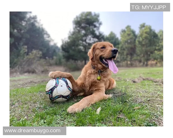 金毛犬陪伴下的足球明星生活揭秘与训练心得分享